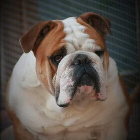 Hondenfoto van .....