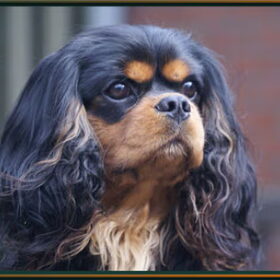 Onze Bandit!