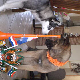 Hondenfoto van Shamilla & Zena