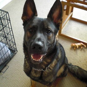Dit is rocky, de andere herder van het huis. Hij is nu 3 jaar.