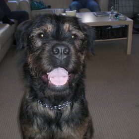 En dit is Boris, deze schat is helaas weg:( maar rocky en boris…
