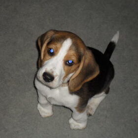 Kenzo 8 weekjes