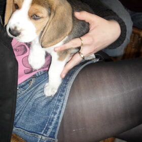 Kenzo 6,5 week