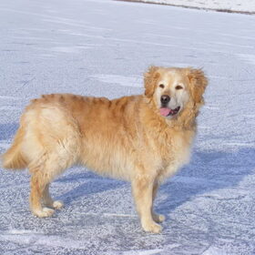 Dusty 2 jaar geleden op het ijs!