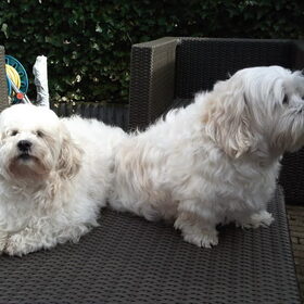 Wizzer en Gizmo, broer en zus uit hetzelfde nest. Ze zijn…