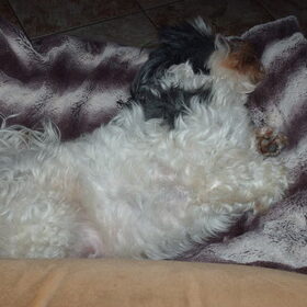 Hondenfoto van liesbeth,Turbo,Luna, Levi en Faith