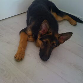 19,5 week