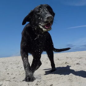 Ik ben zo blij dat ik op het strand mag spelen!