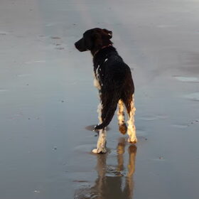 Witte pootjes