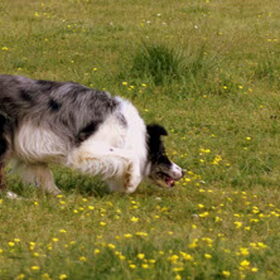Hondenfoto van Mijn Working Border Collies
