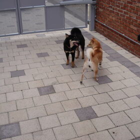 Kaety maakt kennis met de reu Dusty