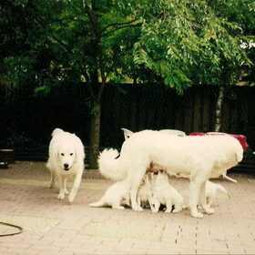 Puppies willen ook tussendoor nog een slok! Ravasz de reu…