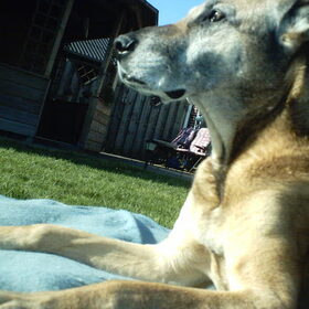 mijn vorige hond rex. rip:(
