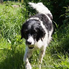 Hondenfoto van Hetty & Skipper