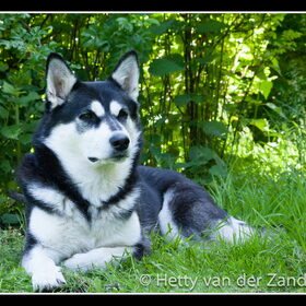 Hondenfoto van Hetty & Skipper