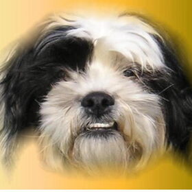 dit zijn foto,s van de honden van tineke (1)