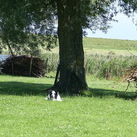 Dano aan het werk in Ewijcksluis