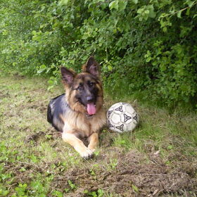 Hondenfoto van ~~Michelle&Mushu~~