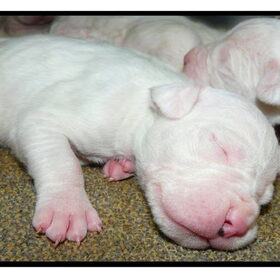 Puppies 2 weken oud