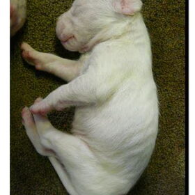 Puppies twee weken oud!