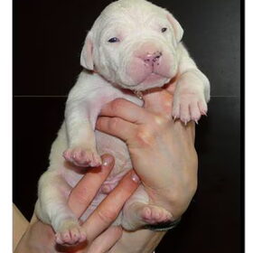 Puppies twee weken oud!