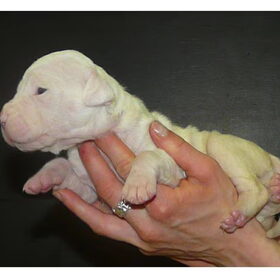 Puppies twee weken oud!