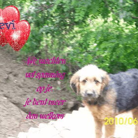 Hondenfoto van liesbeth,Turbo,Luna, Levi en Faith