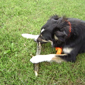 Donna me bordercollie van net een jaar