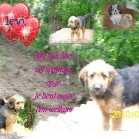Hondenfoto van liesbeth,Turbo,Luna, Levi en Faith