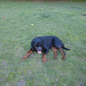 Hondenfoto van Chloé & Beemer