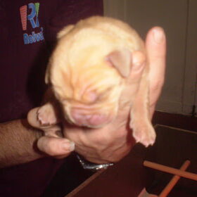 ons pupje