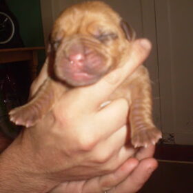 ons pupje