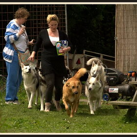 Hondenfoto van De Mecheltjes clan