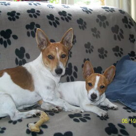 jazzy en poppy nu