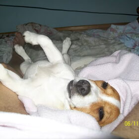 poppy slapie doen