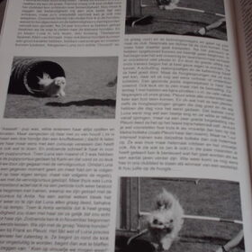 Hondenfoto van liesbeth,Turbo,Luna, Levi en Faith