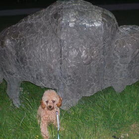 mooi he een buffel was ik eerst erg bang voor