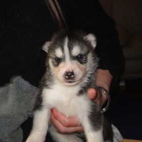 Lieve Jiao, 3 weekjes.