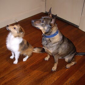 Butters en z'n grote broer Dante!
