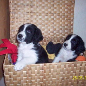testo en zijn zusje karlie (die bij mijn tante zit ) 7 weken oud