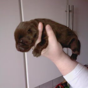 Hondenfoto van Ester & Syrah 