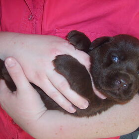 Hondenfoto van Ester & Syrah 