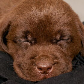 Hondenfoto van Ester & Syrah 
