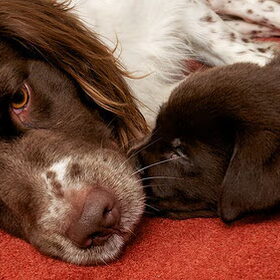 Hondenfoto van Ester & Syrah 