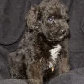 'Koningsbouvier'-puppy Nestje 2008