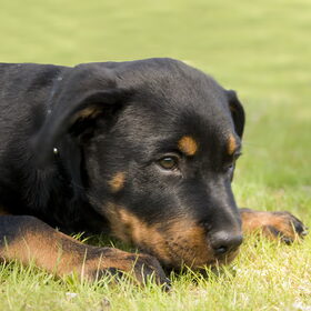 Beer een tijdje terug op puppycursus