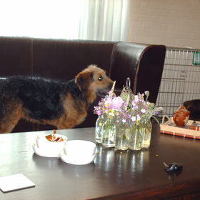 Hondenfoto van liesbeth,Turbo,Luna, Levi en Faith