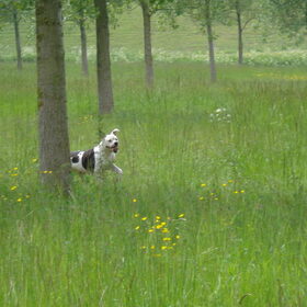 Hondenfoto van Erika & Faya  ?BRL?