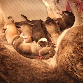 puppy's geboren