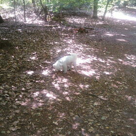 27-06-2010 lekkere wandelen in het bos